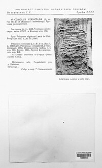 Coriolus versicolor image